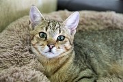 Котенок Шакира в дар Минск