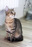 Котенок Шакира в дар Минск
