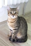 Котенок Шакира в дар Минск