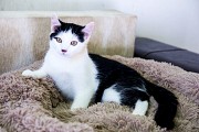 Котенок в дар Минск