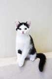 Котенок в дар Минск