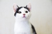 Котенок в дар Минск