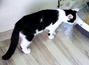 Котенок в дар Минск
