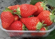 Саженцы клубники сорт Брилла Дрогичин