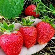 Саженцы клубники сорт Квики Дрогичин