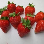 Саженцы клубники сорт Дастини Дрогичин