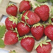 Саженцы клубники сорт Летиция Дрогичин