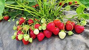 Саженцы клубники сорт Лия сахарная Дрогичин