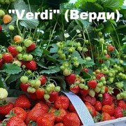 Саженцы клубники сорт Верди Дрогичин