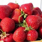 Саженцы клубники сорт Антея Дрогичин