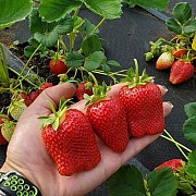 Саженцы клубники сорт Элоди Дрогичин