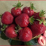 Саженцы клубники сорт Олимпия Дрогичин