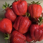 Саженцы клубники сорт Александра Дрогичин