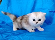 Шотланские котята шиншиллята кошечка. Минск
