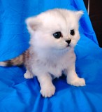 Шотланские котята шиншиллята кошечка. Минск