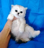 Шотланские котята шиншиллята кошечка. Минск