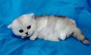 Шотланские котята шиншиллята кошечка. Минск