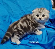 Шотландские коята Минск