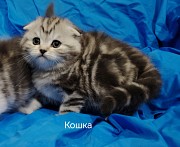 Шотландские коята Минск