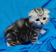 Шотландские коята Минск