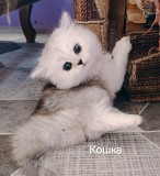 Шотландские коята Минск