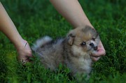 Чудо щеночки Уникальные Шпицы, Мерле комочки! Минск
