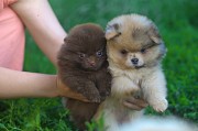 Чудо щеночки Уникальные Шпицы, Мерле комочки! Минск