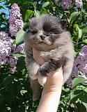 Чудо щеночки Уникальные Шпицы, Мерле комочки! Минск
