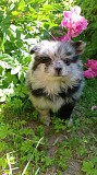 Чудо щеночки Уникальные Шпицы, Мерле комочки! Минск