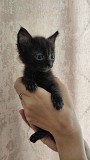 Котята ищут дом и хозяина Минск