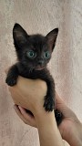 Котята ищут дом и хозяина Минск
