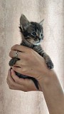 Котята ищут дом и хозяина Минск