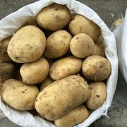 Капуста Белокачанная Давид-Городок
