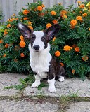Щенки вельш корги кардиган Витебск