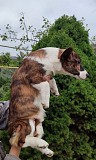 Щенки вельш корги кардиган Витебск