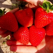 Саженцы земляники садовой сорт Молинг столетие Дрогичин