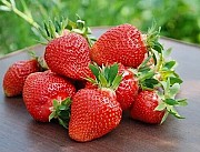 Саженцы земляники садовой сорт Клери Дрогичин