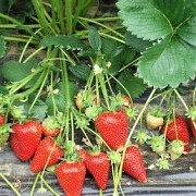 Саженцы земляники садовой сорт Сирия Дрогичин