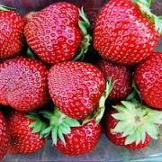 Саженцы земляники садовой сорт Мальвина Дрогичин