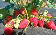Саженцы клубники сорт Альбион Дрогичин