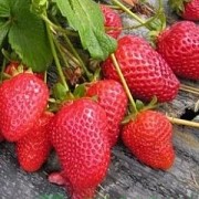 Саженцы клубники сорт Кабрилло Дрогичин