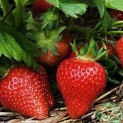 Саженцы клубники сорт Мурано Дрогичин