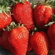 Саженцы клубники сорт Сан Андрес Дрогичин