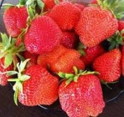 Саженцы клубники сорт Ания Дрогичин