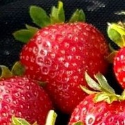 Саженцы клубники сорт Вивара Дрогичин