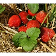 Саженцы клубники сорт Рабунда Дрогичин
