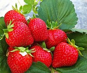 Саженцы клубники сорт Шарлота Дрогичин