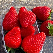 Саженцы клубники сорт Брина Дрогичин