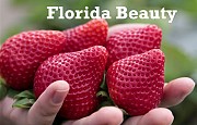 Саженцы клубники сорт Флорида бьюти Дрогичин