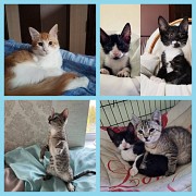 Котята в дар. Минск